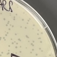 HomerOdyssey Plaque Picture