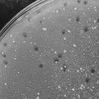 Pepperone Plaque Picture