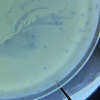 SardineQuasar Plaque Picture