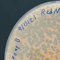 Thumbnail for Redmamba