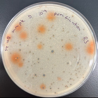 Joyboy Plaque Picture