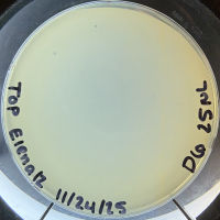 Elena12 Plaque Picture