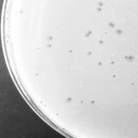 MollyToe Plaque Picture