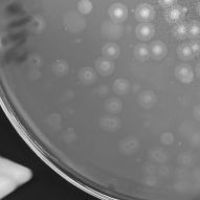 PogoBogo Plaque Picture