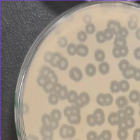 Ibrahimica Plaque Picture