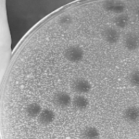 Iliad Plaque Picture