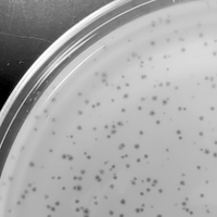 Izek Plaque Picture