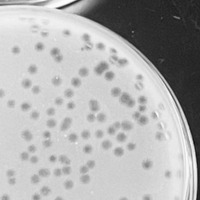 Thumbnail for KekoraPapaka