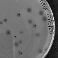 Thumbnail for KellyGreen