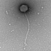 Killobite Plaque Picture