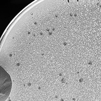 KimNMars Plaque Picture