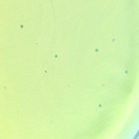 Korelly10 Plaque Picture