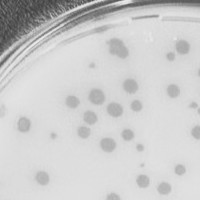 Thumbnail for Labella