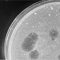 Lafarge Plaque Picture