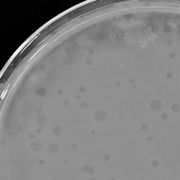 Lavahound Plaque Picture