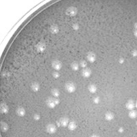 LilSaint Plaque Picture