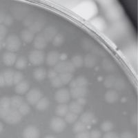 Limatchia Plaque Picture