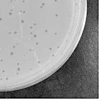 LordVader Plaque Picture