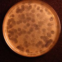 Minispark Plaque Picture