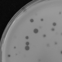 MaddieX2 Plaque Picture