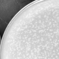 Malvina Plaque Picture