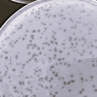 Thumbnail for MammothPhill