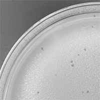 Mantid Plaque Picture