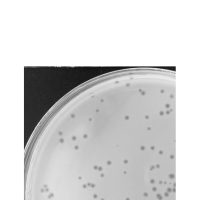 Mardi Plaque Picture