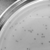 Marmar Plaque Picture