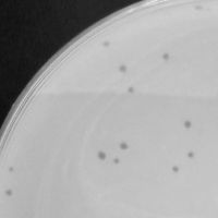 Thumbnail for McPhonalds