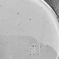 Thumbnail for Megawhopper