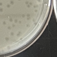 MillieVanilli Plaque Picture