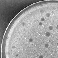 Milostrum Plaque Picture