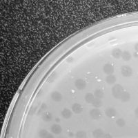 Rotelle Plaque Picture