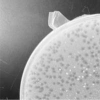 MrPhaiyaz Plaque Picture