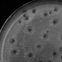 MudDog Plaque Picture