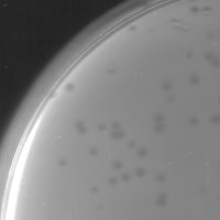 Muglass Plaque Picture