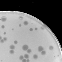 Nettspend Plaque Picture