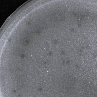 NicoPrison Plaque Picture