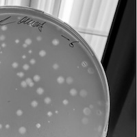 Nocturne Plaque Picture