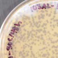 Nosphi Plaque Picture