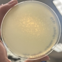 Opalite Plaque Picture