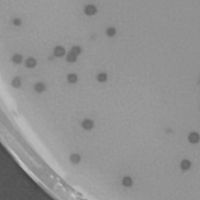 Orjih0 Plaque Picture