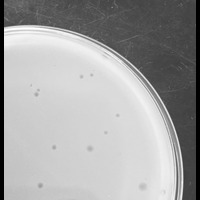 Thumbnail for OverPar