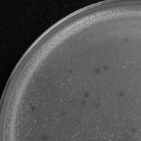 Pathlyssa Plaque Picture