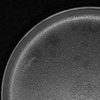 Payta Plaque Picture