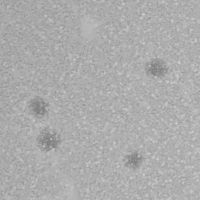 Thumbnail for Peanut28