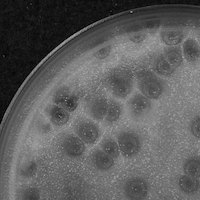 BetterCallSaul Plaque Picture