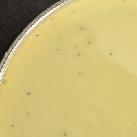 Thumbnail for Pharvum