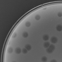 Thumbnail for Bisquick